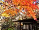 平家の落人の集落を再現した、平家の里。まるで平安時代のような景観と、美しい紅葉を楽しめます!