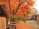 当館裏手の紅葉です。だんぶり茶屋から望むことができます!
