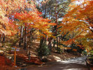 ◆修善寺 虹の里紅葉