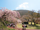 ◆桜の名所百選 大室山さくらの里(川良)(40種3,000本)