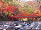 ◆修善寺-桂橋