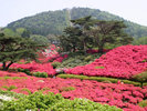 ◆小室山つつじ園