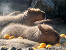 ◆シャボテン動物公園 カピバラ