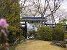 庭園から眺める桜風景