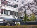 桜風景