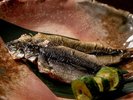 焼き物<夏のお料理>鮎一夜干し若狭焼き