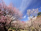 【熱海梅園】日本で最も早咲きの梅を愉しめる観光スポット※当館より車で約20分 ※イメージ