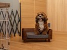 別邸 | 愛犬グッズ