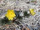 春の訪れを感じさせる「福寿草」