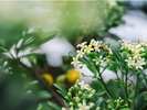 敷地内には南国の草木が溢れ非日常の世界が広がる