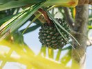 敷地内には南国の草木が溢れ非日常の世界が広がる