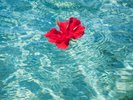 ハイビスカスを浮かべて
