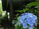 紫陽花