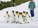見逃せない！　冬の旭山動物園のペンギンパレード