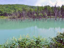 美瑛川に突如として生まれた神秘的な池。