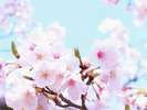 春のイメージ(桜)