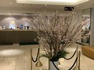 開業8周年 ロビー装飾花「満開の桜」その1