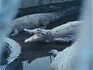【鬼山地獄】温泉の熱が育むワニたちの暮らし。大きな口とごつごつした背中を間近に。