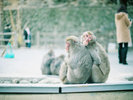 【高崎山自然動物園】愛らしい野生のニホンザルを間近に観察できる人気スポット。写真提供:大分市観光協会