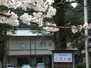 駐車場を囲む木々はほとんど桜!