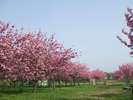 春の瓢湖は隣の公園で八重桜が満開です(4月下旬が見頃)