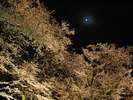 満開の桜に夜空の満月が美しいです。
