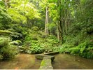 山をそのままくり抜いたようなお庭。沢山の鯉が悠々と泳ぐ
