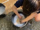味噌作り(大豆洗い)