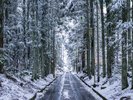雪の坂道(ちゃんと除雪に来てくれるのでご安心を)