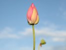瓢湖は冬の白鳥だけでなく、夏の蓮の花や野鳥観察もオススメ!(車で10分)