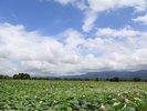 瓢湖は夏の蓮の花も美しい!(車で10分)