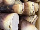 立派な筍、大きくて柔らかくて優しい香り。採れたてをすぐ調理。
