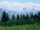 *菜の花と残雪の白馬三山