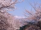 *桜と白馬三山