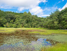 【5〜9月】唐津市七山の樫原湿原。季節によりサギ草やトキソウなど。ホテルから車約40分。