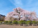 丸山公園