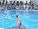 九十九島水族館海きらら