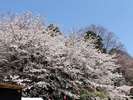 ≪春≫荒井城址公園の桜