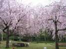 ≪春≫荒井城址公園のしだれ桜