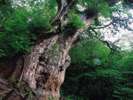 【屋久島】屋久杉の中でも最大級の老大木として有名