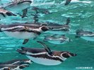 【周辺・観光】天王寺動物園