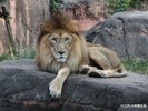 【周辺・観光】天王寺動物園