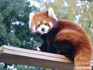 【周辺・観光】天王寺動物園