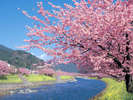 川添いに咲き誇る、河津桜をのんびりとお楽しみ下さい。※写真はイメージです