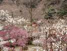 日本一早咲きの梅が楽しめる「熱海梅園」