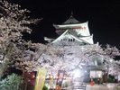 熱海城・夜桜