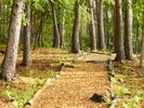 【森の遊歩道】敷地内の遊歩道はお散歩に最適/わんちゃんとの素敵な時間をお過ごしください。