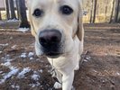 【屋外ドッグラン(冬)】館内のドッグランで愛犬と一緒に雪景色をお楽しみ