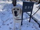 【遊歩道(冬)】全長400mの遊歩道でも雪景色が見られます