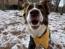 【屋外ドッグラン(冬)】雪×愛犬の普段見られない姿が見れるかも